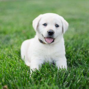 Labrador Retriever – Yellow