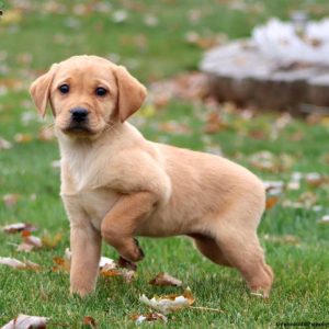 Labrador Retriever – Yellow