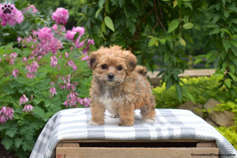 Yorkie Mix Puppies For Sale | Greenfield Puppies