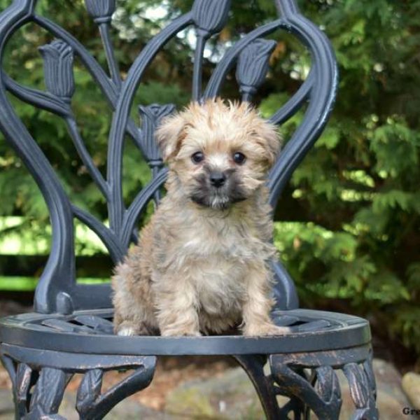 Yorkie-Chon