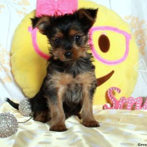 Yorkie-Chon