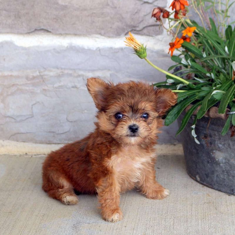 YorkieChon Puppies For Sale Greenfield Puppies