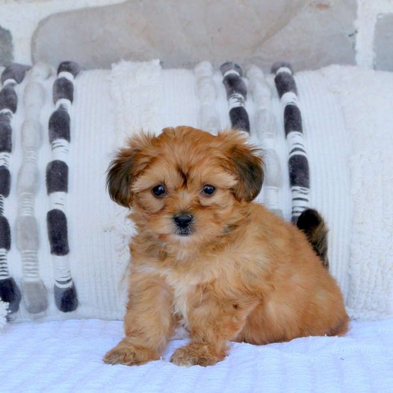 Yorkie Mix Puppies For Sale Greenfield Puppies