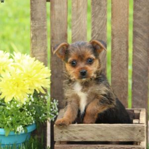 Yorkie Mix