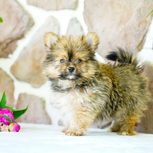 Yorkie Pom