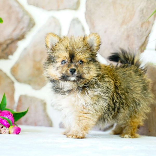 Yorkie Pom