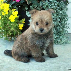 Yorkie Pom