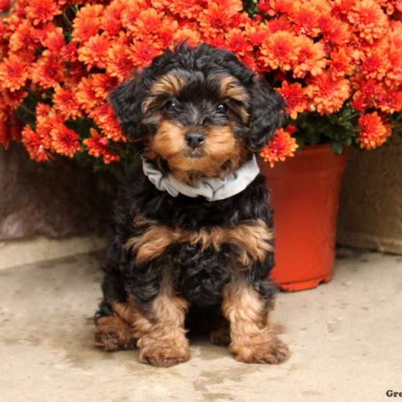 Yorkie-Poo Puppies For Sale | Greenfield Puppies