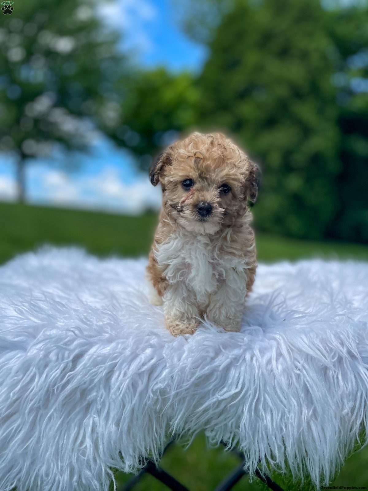 Yorkie Poo Puppies For Sale - Greenfield Puppies