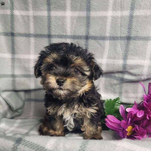 Yorkie Poo