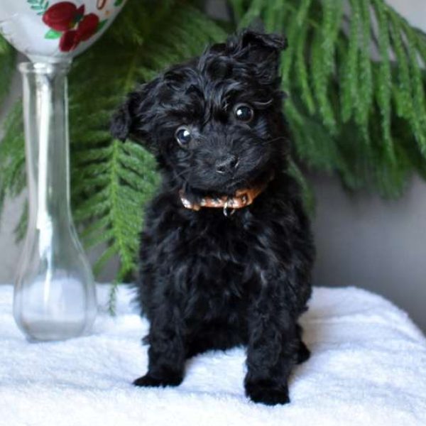 Yorkie Poo