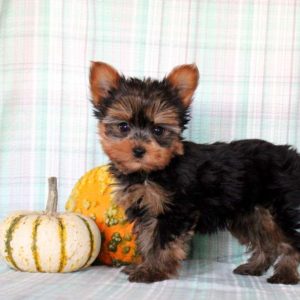 Yorkie