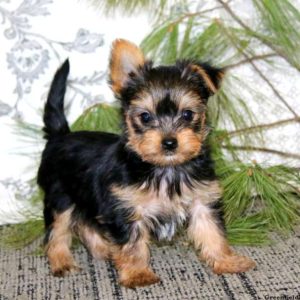 Yorkie