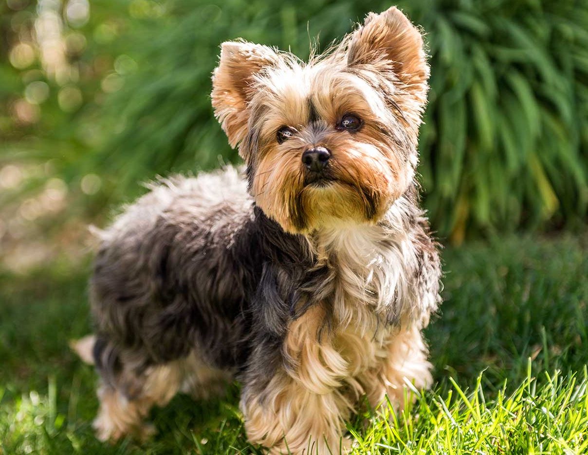 do yorkies overheat easily