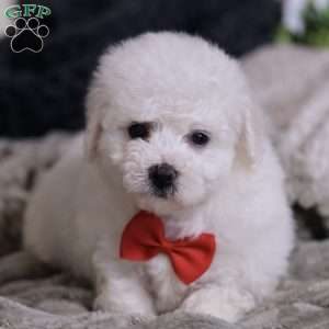 Bichon Frise