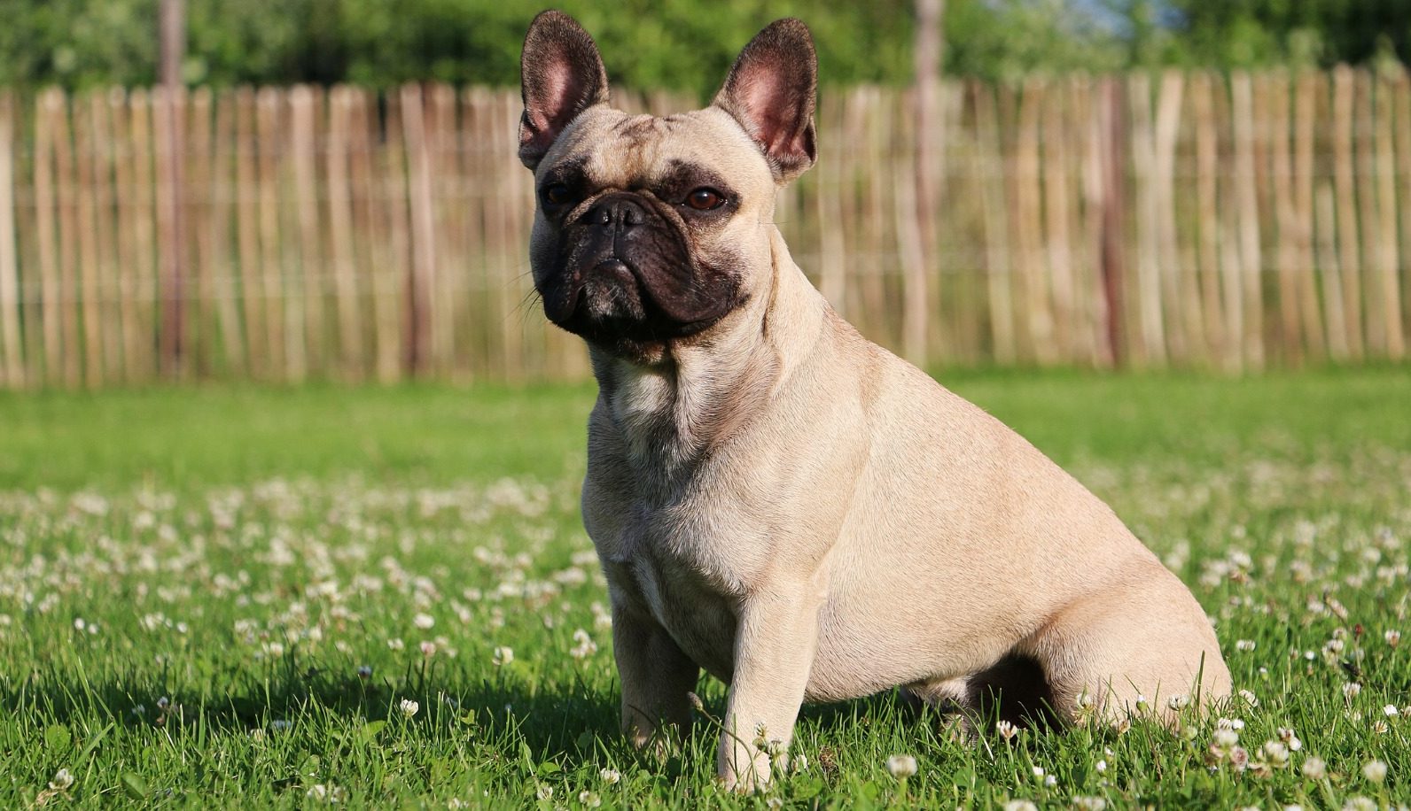 fire gange massefylde prangende French Bulldog Puppies For Sale - Greenfield Puppies