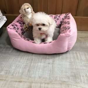 Boo the Maltese