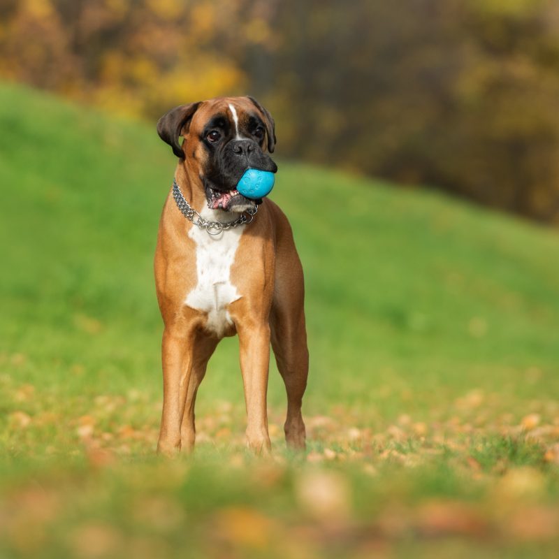 boxer dog in a field holding a blue ball