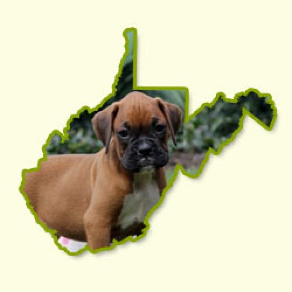 West Virginia Greenfield Puppies