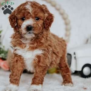 Goldendoodle-Miniature