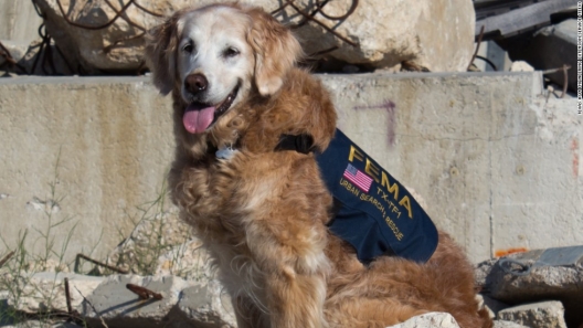 Bretagne: The Last of the 9/11 Rescue Dogs
