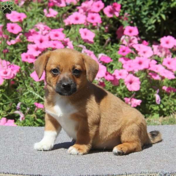 Brianna, Jack-A-Ranian Puppy