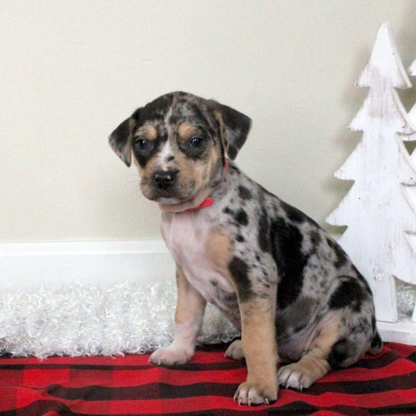 Catahoula Bulldog