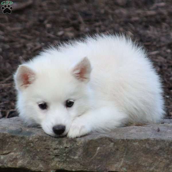 Chloe Huskimo Puppy For Sale in Ohio