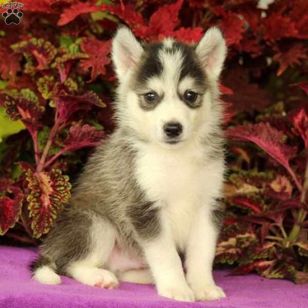 Finnley, Huskimo Puppy