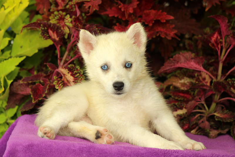 Flower Huskimo Puppy For Sale in Pennsylvania