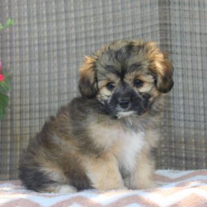 Shorkie-Poo