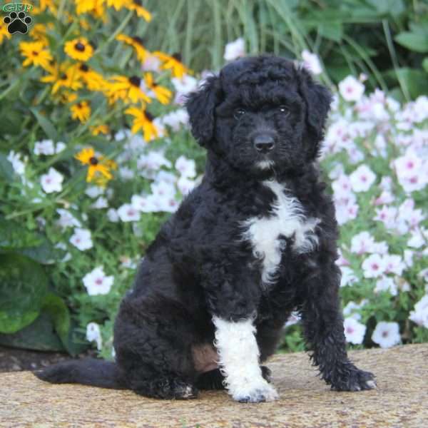 Standard Poodle Mix Puppy