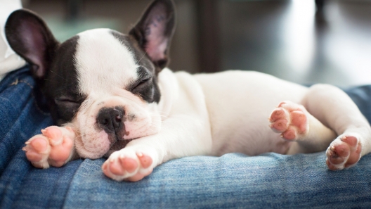 The Rise of Frenchies: 4 Famous French Bulldogs
