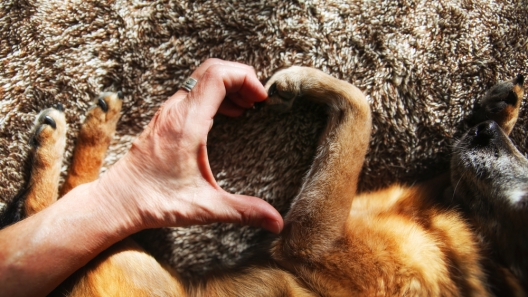 National Pet Memorial Day: 3 Ways to Help