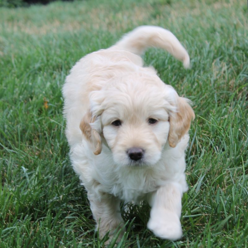 double-doodle-puppies-for-sale-greenfield-puppies