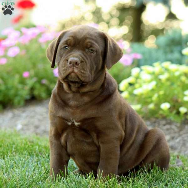 Flora Bullador Puppy For Sale in Pennsylvania