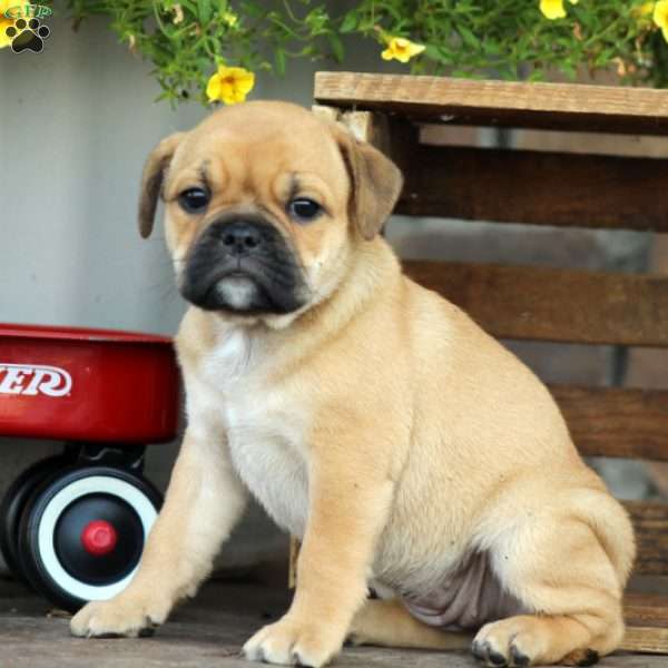 Kelsey, Miniature Bulldog Puppy