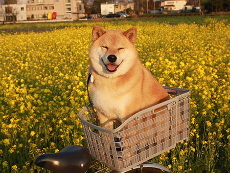 Maru – The OTHER Shiba Inu called The Best Dog In The World by Time Magazine