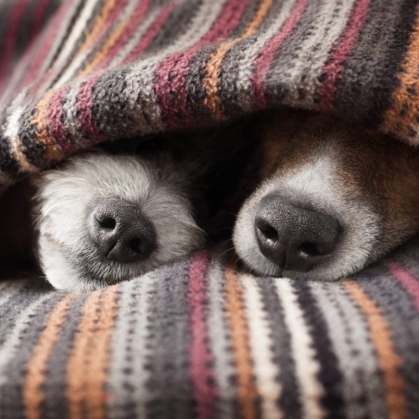 common dog names - two dogs under a blanket