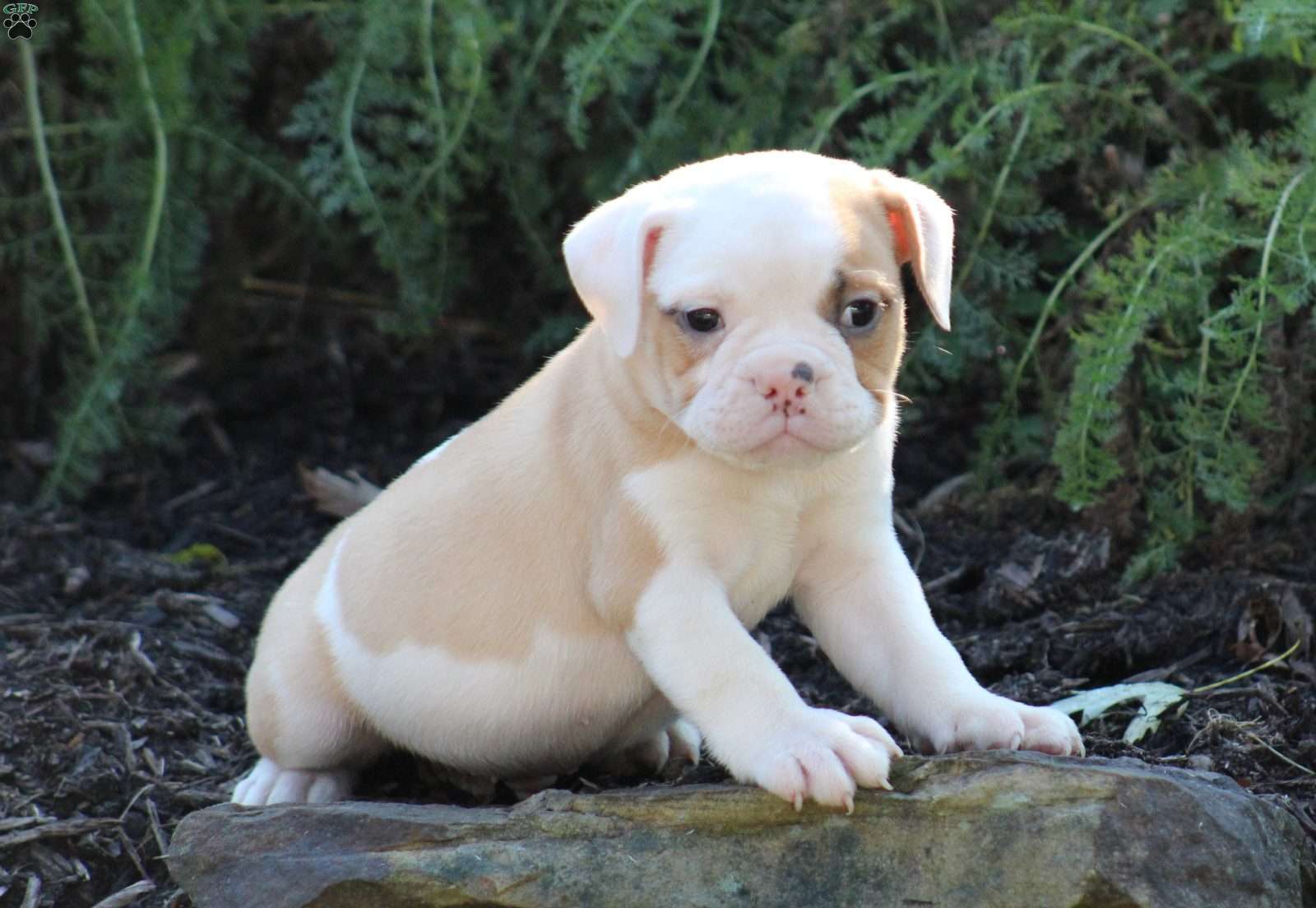 Romeo - Miniature Bulldog Puppy For Sale in Pennsylvania