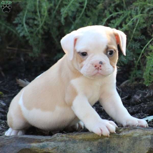 Romeo - Miniature Bulldog Puppy For Sale In Pennsylvania