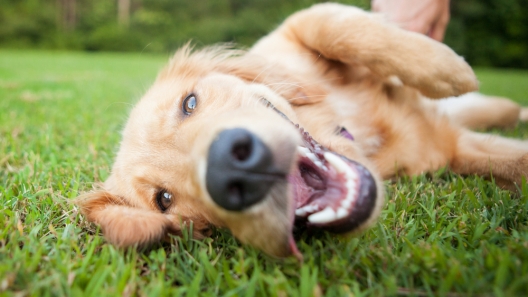 Pet Cancer Awareness Month – Dog Care Tips