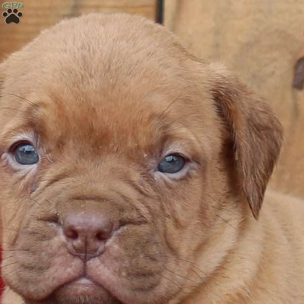 Lexi, Dogue De Bordeaux/French Mastiff Puppy