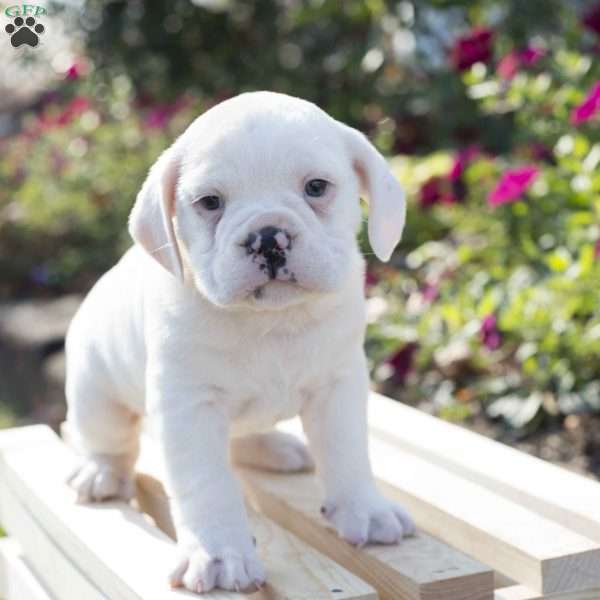 Oliver, English Boston-Bulldog Puppy