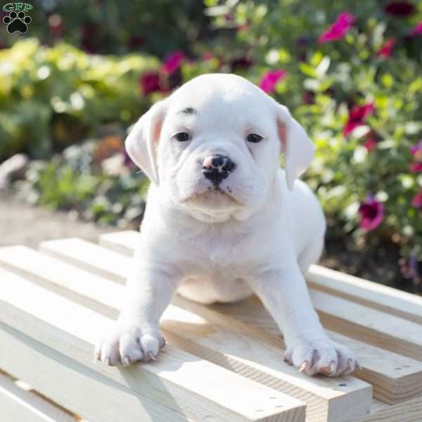 Ora, English Boston-Bulldog Puppy