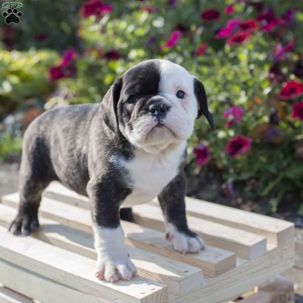 Oscar, English Boston-Bulldog Puppy