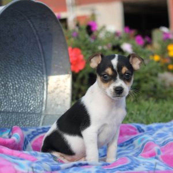 Rat Terrier Puppy