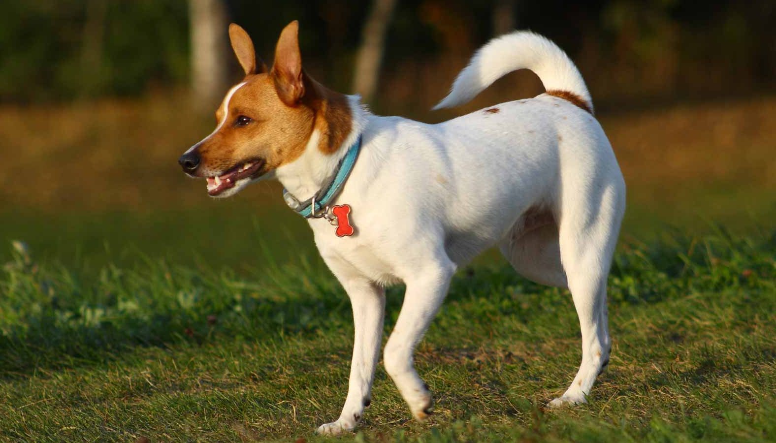 can a alaskan malamute and a rat terrier be friends