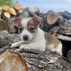 Rat Terrier