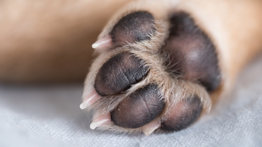DIY Paw Balm Recipes for Rough and Cracked Paw Pads